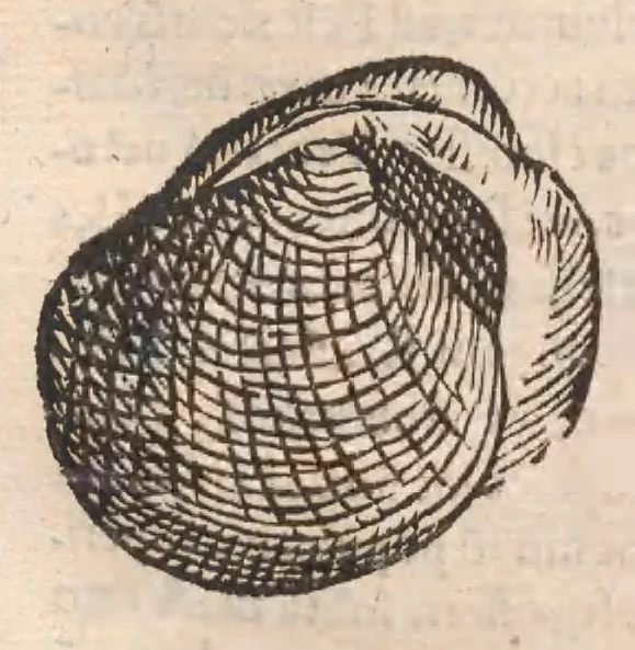 An illustration from Vlyssis Aldrovandi ... De reliquis animalibus exanguibus libri quatuor, post mortem eius editi : nempe de mollibvs, crvstaceis, testaceis et zoophytis, 1642, leaf 484