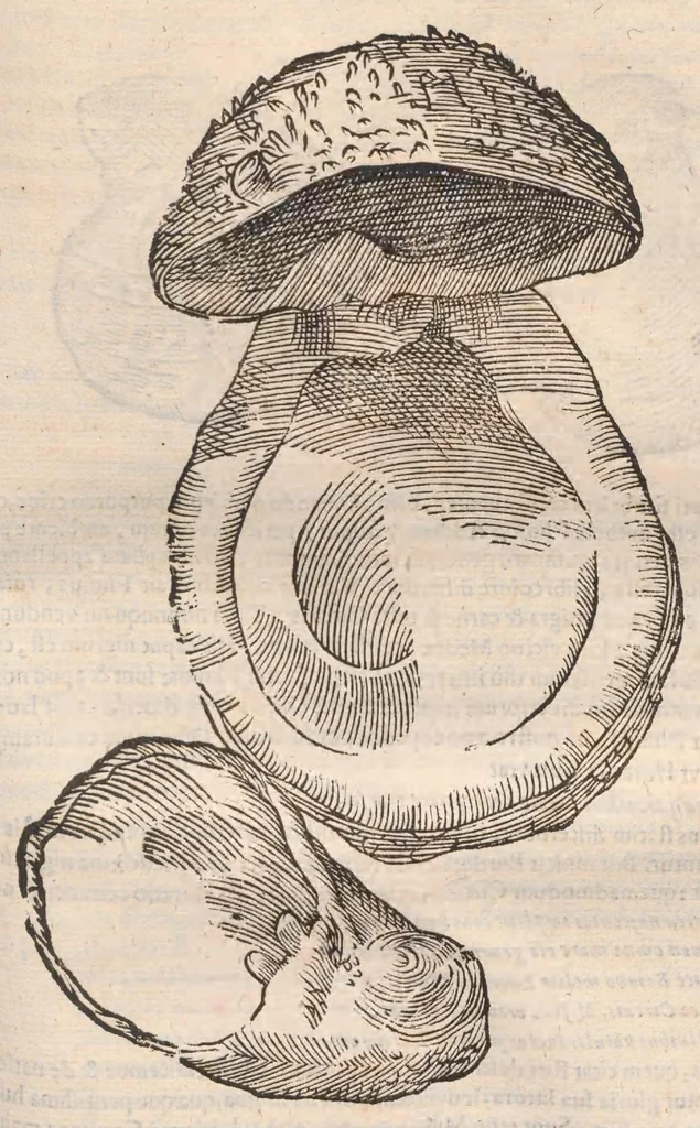 An illustration from Vlyssis Aldrovandi ... De reliquis animalibus exanguibus libri quatuor, post mortem eius editi : nempe de mollibvs, crvstaceis, testaceis et zoophytis, 1642, leaf 489
