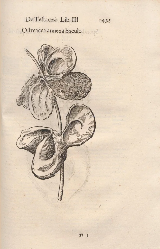An illustration from Vlyssis Aldrovandi ... De reliquis animalibus exanguibus libri quatuor, post mortem eius editi : nempe de mollibvs, crvstaceis, testaceis et zoophytis, 1642, leaf 503