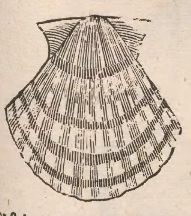 An illustration from Vlyssis Aldrovandi ... De reliquis animalibus exanguibus libri quatuor, post mortem eius editi : nempe de mollibvs, crvstaceis, testaceis et zoophytis, 1642, leaf 509