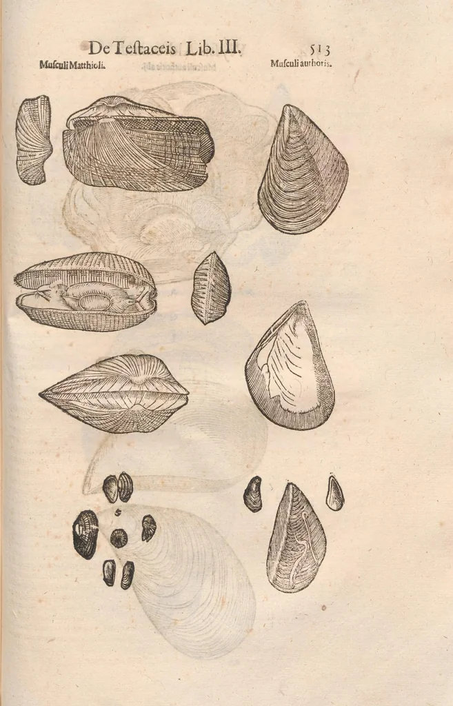 An illustration from Vlyssis Aldrovandi ... De reliquis animalibus exanguibus libri quatuor, post mortem eius editi : nempe de mollibvs, crvstaceis, testaceis et zoophytis, 1642, leaf 521