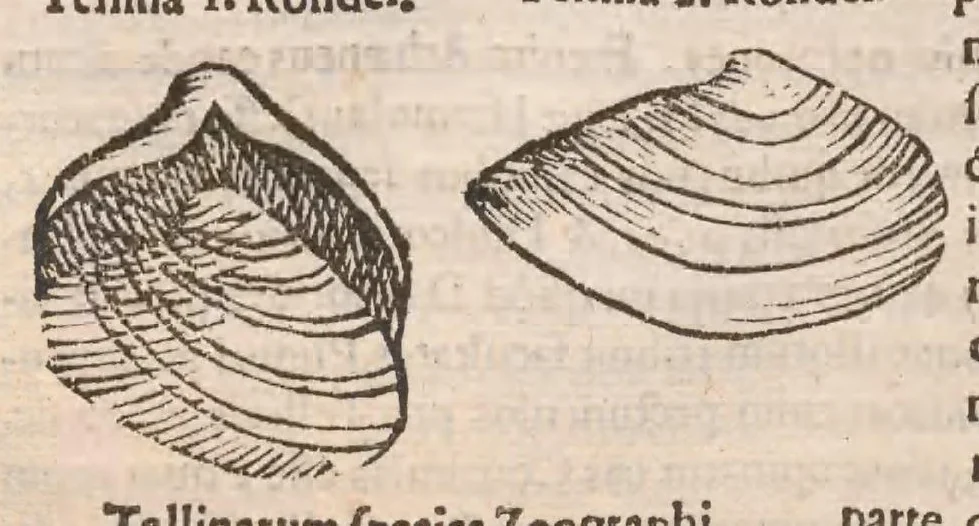 An illustration from Vlyssis Aldrovandi ... De reliquis animalibus exanguibus libri quatuor, post mortem eius editi : nempe de mollibvs, crvstaceis, testaceis et zoophytis, 1642, leaf 526
