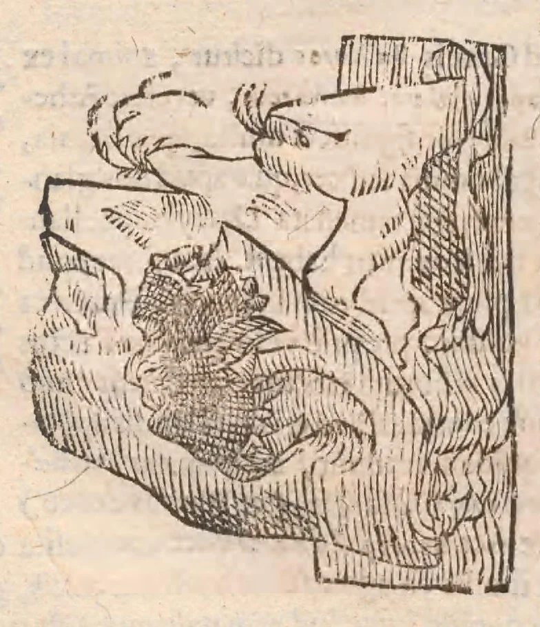An illustration from Vlyssis Aldrovandi ... De reliquis animalibus exanguibus libri quatuor, post mortem eius editi : nempe de mollibvs, crvstaceis, testaceis et zoophytis, 1642, leaf 530