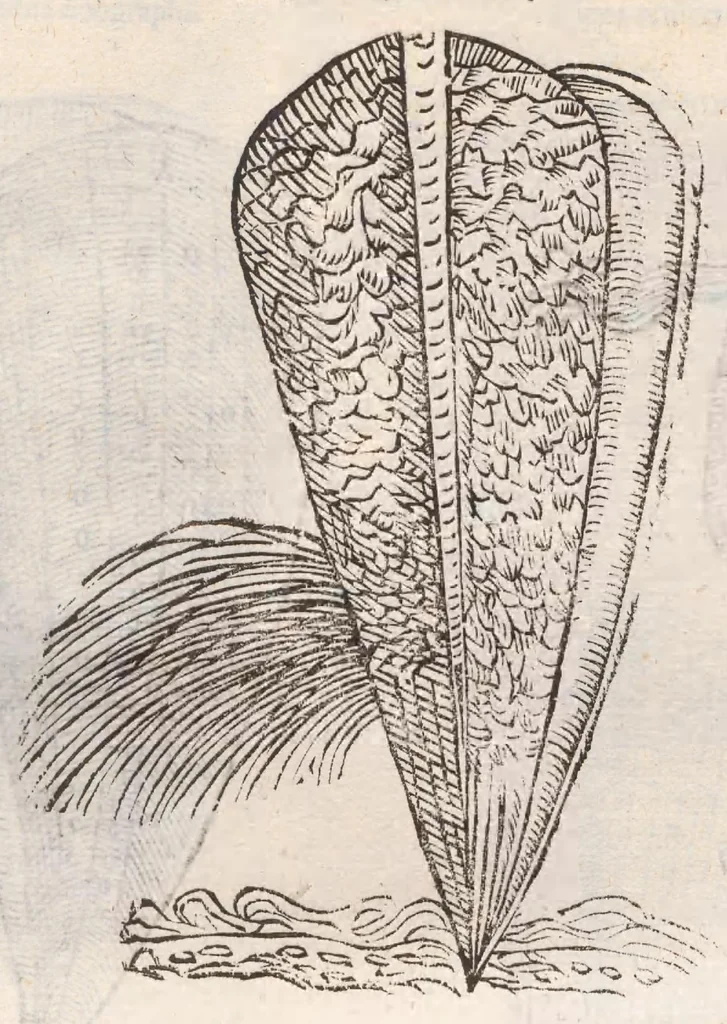 An illustration from Vlyssis Aldrovandi ... De reliquis animalibus exanguibus libri quatuor, post mortem eius editi : nempe de mollibvs, crvstaceis, testaceis et zoophytis, 1642, leaf 539