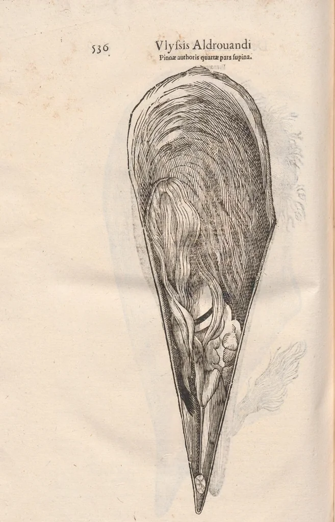 An illustration from Vlyssis Aldrovandi ... De reliquis animalibus exanguibus libri quatuor, post mortem eius editi : nempe de mollibvs, crvstaceis, testaceis et zoophytis, 1642, leaf 544