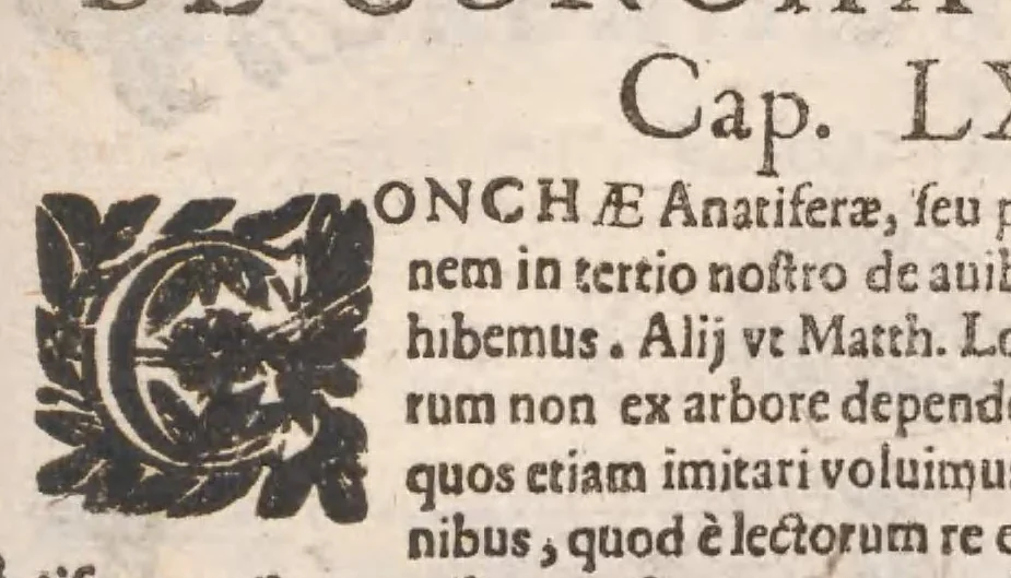 An illustration from Vlyssis Aldrovandi ... De reliquis animalibus exanguibus libri quatuor, post mortem eius editi : nempe de mollibvs, crvstaceis, testaceis et zoophytis, 1642, leaf 551