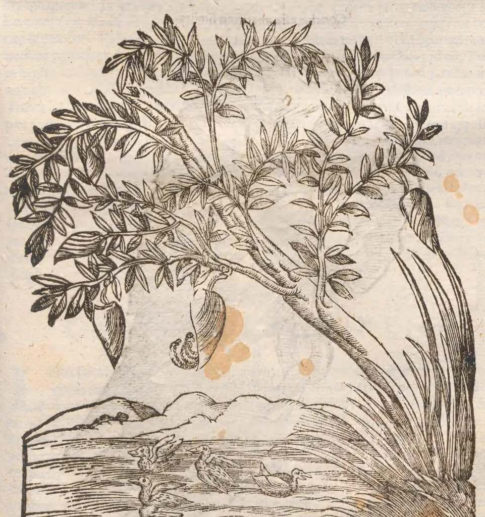 An illustration from Vlyssis Aldrovandi ... De reliquis animalibus exanguibus libri quatuor, post mortem eius editi : nempe de mollibvs, crvstaceis, testaceis et zoophytis, 1642, leaf 551