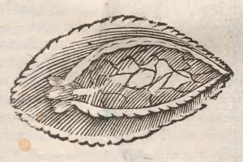 An illustration from Vlyssis Aldrovandi ... De reliquis animalibus exanguibus libri quatuor, post mortem eius editi : nempe de mollibvs, crvstaceis, testaceis et zoophytis, 1642, leaf 555