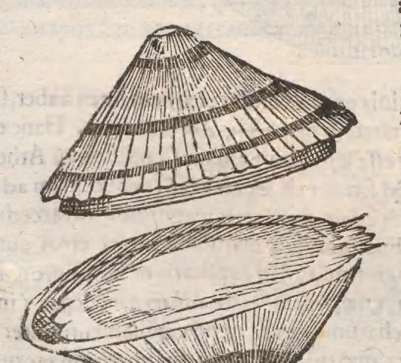 An illustration from Vlyssis Aldrovandi ... De reliquis animalibus exanguibus libri quatuor, post mortem eius editi : nempe de mollibvs, crvstaceis, testaceis et zoophytis, 1642, leaf 555