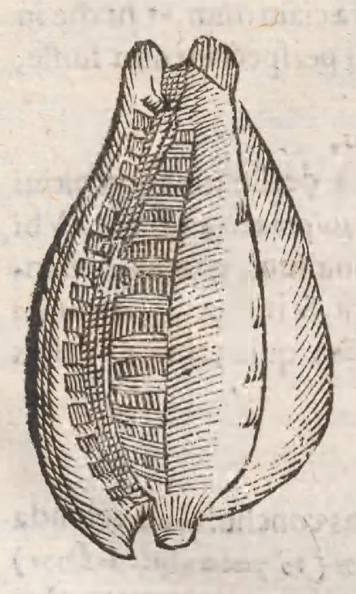 An illustration from Vlyssis Aldrovandi ... De reliquis animalibus exanguibus libri quatuor, post mortem eius editi : nempe de mollibvs, crvstaceis, testaceis et zoophytis, 1642, leaf 562