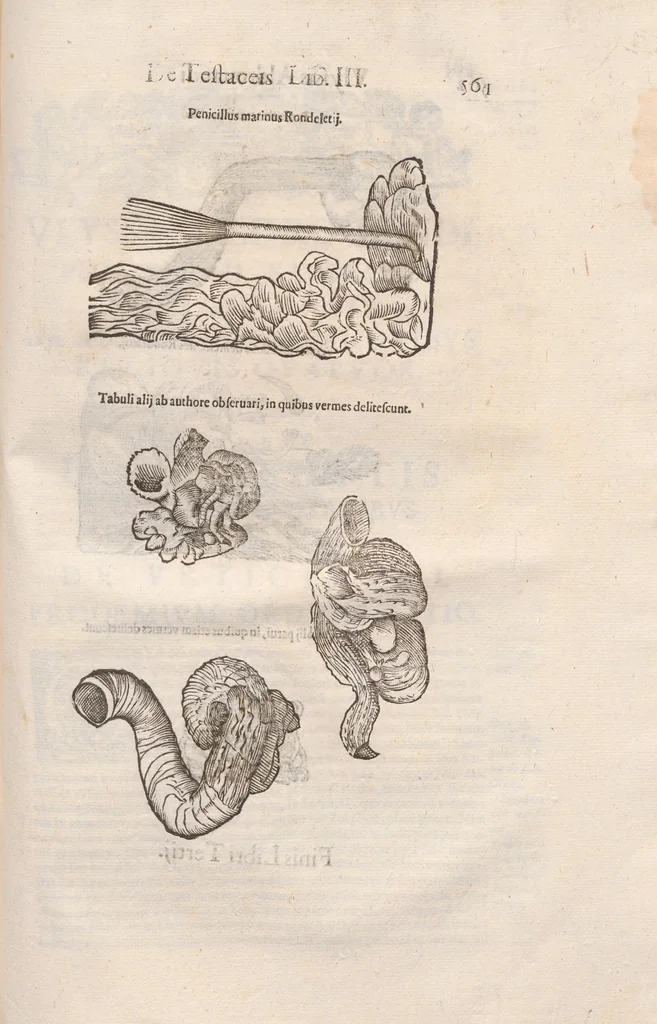 An illustration from Vlyssis Aldrovandi ... De reliquis animalibus exanguibus libri quatuor, post mortem eius editi : nempe de mollibvs, crvstaceis, testaceis et zoophytis, 1642, leaf 569
