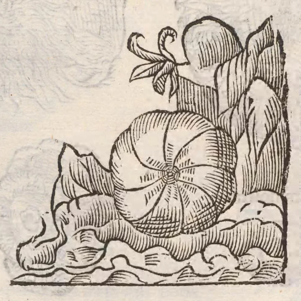 An illustration from Vlyssis Aldrovandi ... De reliquis animalibus exanguibus libri quatuor, post mortem eius editi : nempe de mollibvs, crvstaceis, testaceis et zoophytis, 1642, leaf 575