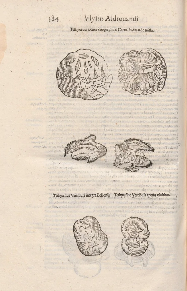 An illustration from Vlyssis Aldrovandi ... De reliquis animalibus exanguibus libri quatuor, post mortem eius editi : nempe de mollibvs, crvstaceis, testaceis et zoophytis, 1642, leaf 592