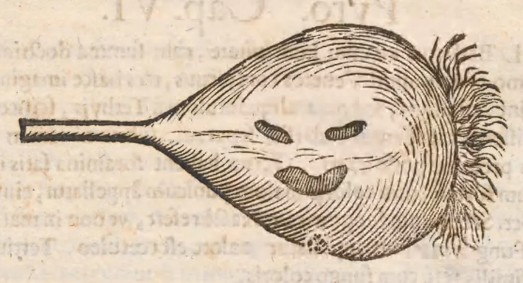 An illustration from Vlyssis Aldrovandi ... De reliquis animalibus exanguibus libri quatuor, post mortem eius editi : nempe de mollibvs, crvstaceis, testaceis et zoophytis, 1642, leaf 596