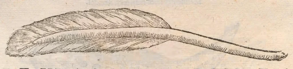 An illustration from Vlyssis Aldrovandi ... De reliquis animalibus exanguibus libri quatuor, post mortem eius editi : nempe de mollibvs, crvstaceis, testaceis et zoophytis, 1642, leaf 599
