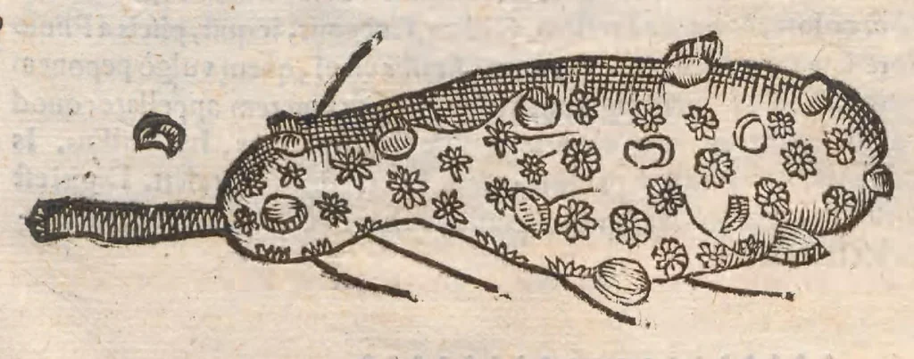An illustration from Vlyssis Aldrovandi ... De reliquis animalibus exanguibus libri quatuor, post mortem eius editi : nempe de mollibvs, crvstaceis, testaceis et zoophytis, 1642, leaf 599