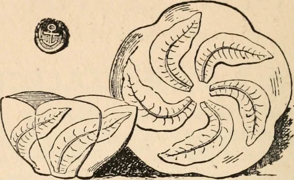 An illustration from The ABC of collecting old English china, giving short history of the English factories, and showing how to apply tests for unmarked china before 1800, 1908, leaf 11