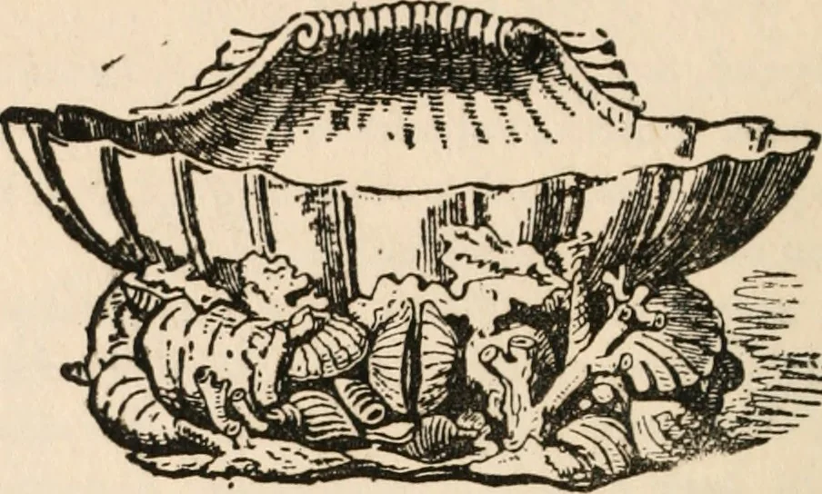 An illustration from The ABC of collecting old English china, giving short history of the English factories, and showing how to apply tests for unmarked china before 1800, 1908, leaf 119