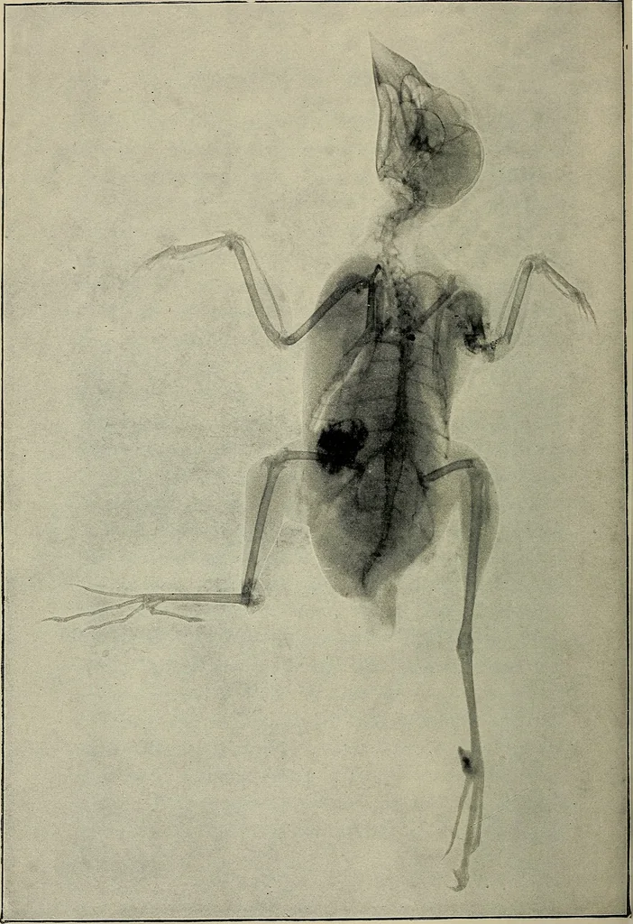 An illustration from The ABC of the X rays, 1896, leaf 105
