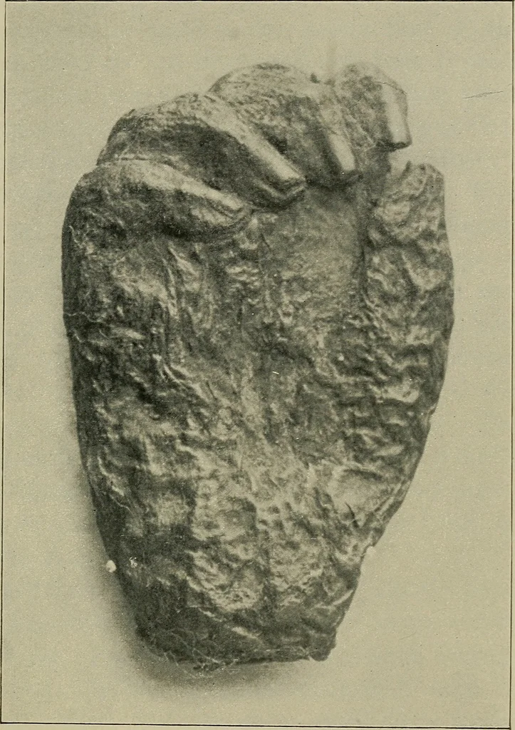 An illustration from The ABC of the X rays, 1896, leaf 122