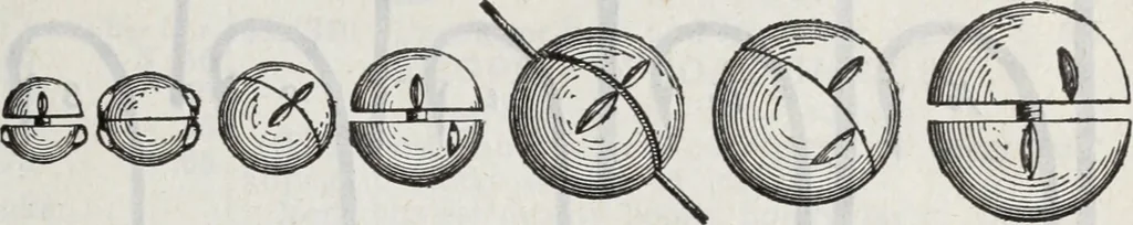 An illustration from Abercrombie & Fitch Co., New York : outfitting catalogue., 1916, leaf 120