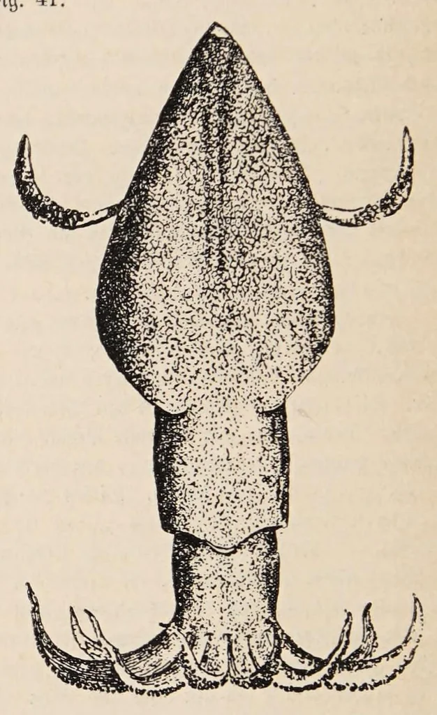 An illustration from Aberglaube und zauberei von den ältesten zeiten an bis in die gegenwart, 1898, leaf 68