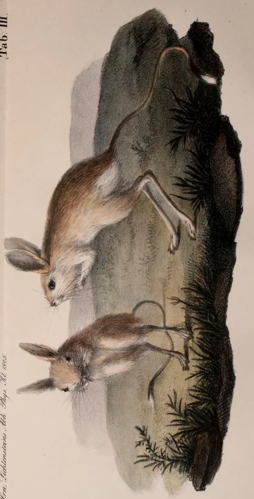 An illustration from Abhandlungen der Königlichen Akademie der Wissenschaften in Berlin, 1822, leaf 201