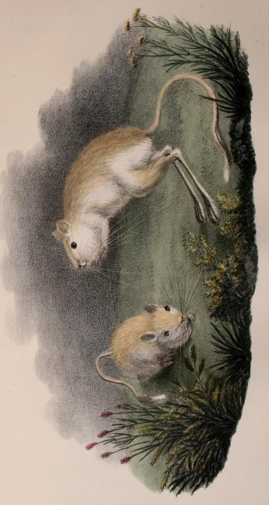 An illustration from Abhandlungen der Königlichen Akademie der Wissenschaften in Berlin, 1822, leaf 205