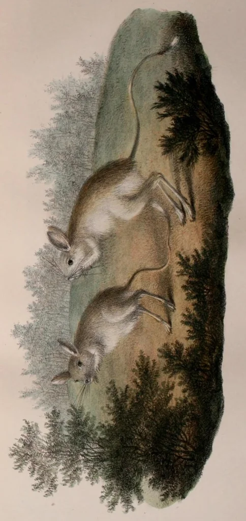 An illustration from Abhandlungen der Königlichen Akademie der Wissenschaften in Berlin, 1822, leaf 213