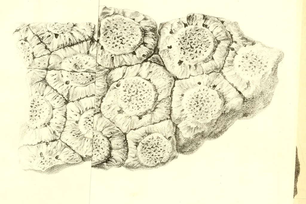 An illustration from Abhandlungen der Königlichen Akademie der Wissenschaften in Berlin, 1822, leaf 355