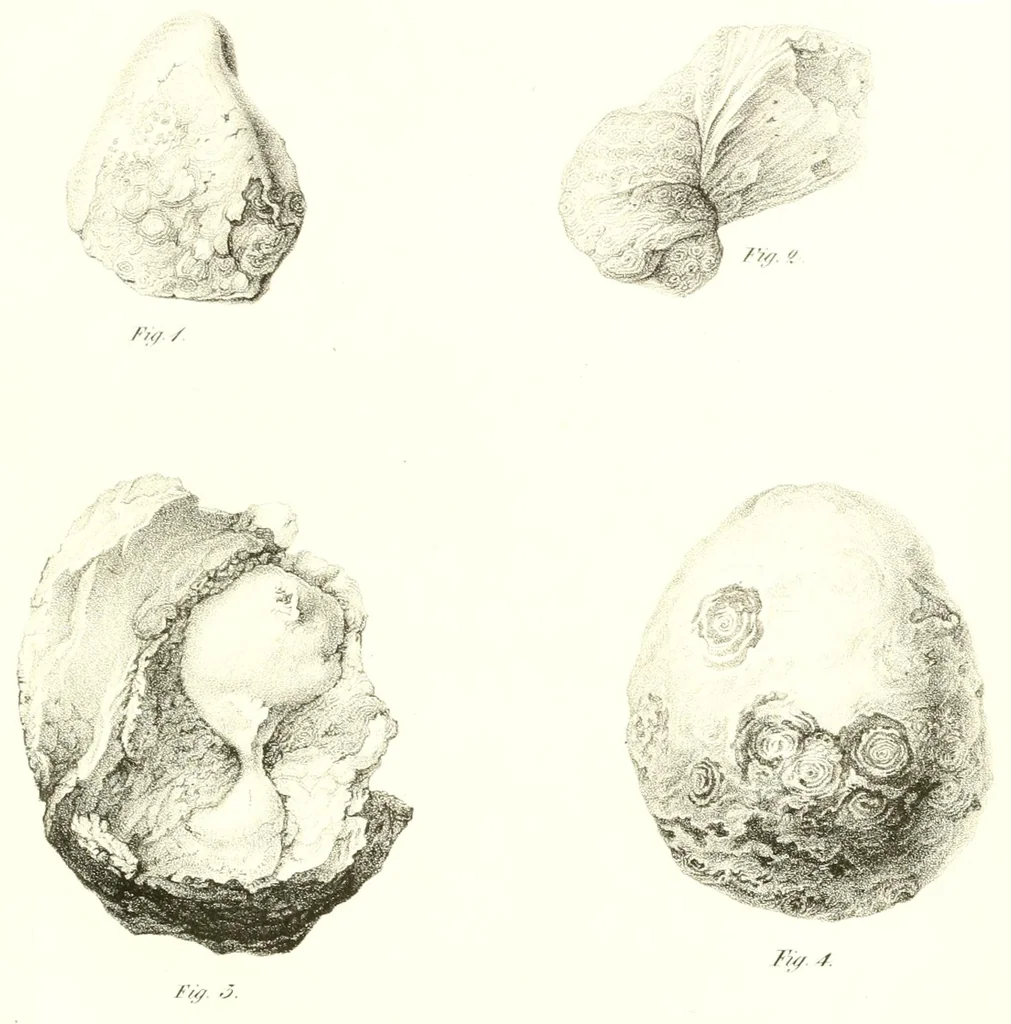 An illustration from Abhandlungen der Königlichen Akademie der Wissenschaften in Berlin, 1822, leaf 113