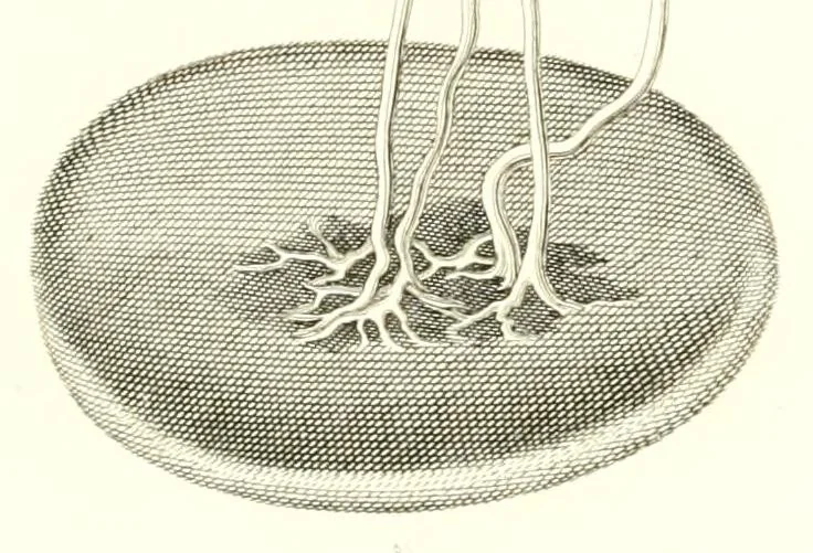 An illustration from Abhandlungen der Königlichen Akademie der Wissenschaften in Berlin, 1822, leaf 79