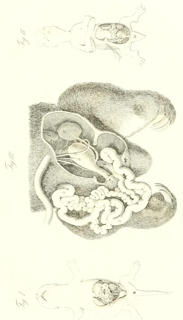 An illustration from Abhandlungen der Königlichen Akademie der Wissenschaften in Berlin, 1822, leaf 81