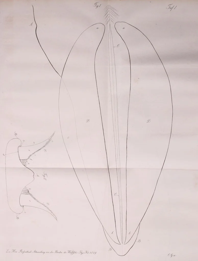 An illustration from Abhandlungen der Königlichen Akademie der Wissenschaften in Berlin, 1822, leaf 171