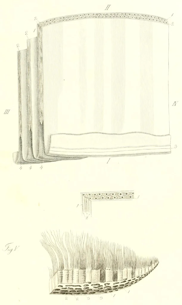 An illustration from Abhandlungen der Königlichen Akademie der Wissenschaften in Berlin, 1822, leaf 173