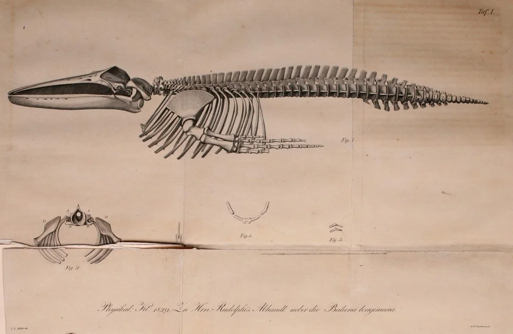 An illustration from Abhandlungen der Königlichen Akademie der Wissenschaften in Berlin, 1822, leaf 193