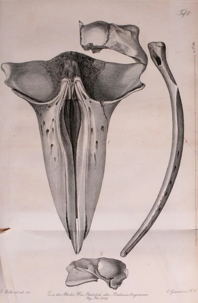 An illustration from Abhandlungen der Königlichen Akademie der Wissenschaften in Berlin, 1822, leaf 197