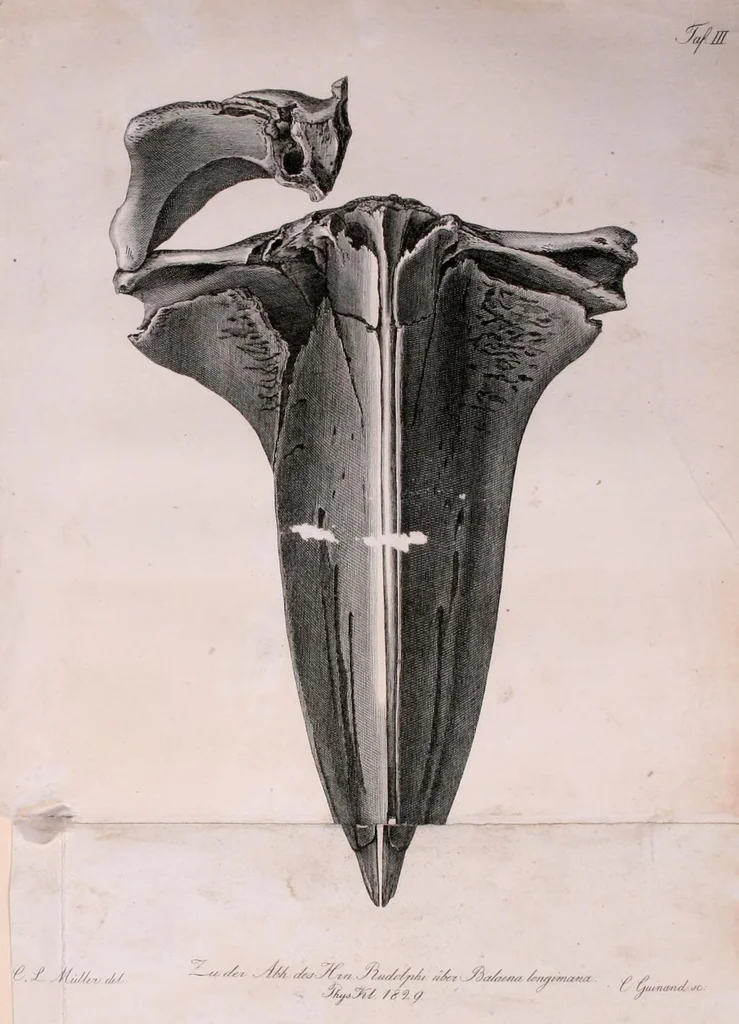 An illustration from Abhandlungen der Königlichen Akademie der Wissenschaften in Berlin, 1822, leaf 201