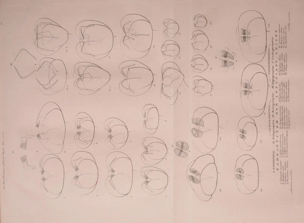 An illustration from Abhandlungen der Königlichen Akademie der Wissenschaften in Berlin, 1822, leaf 195