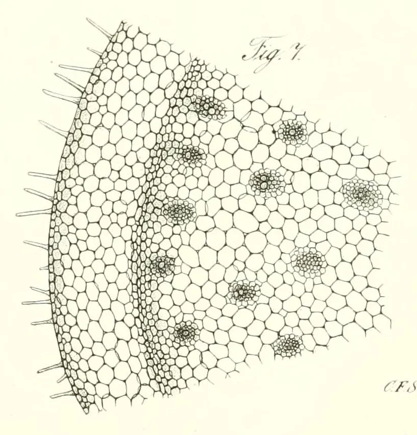 An illustration from Abhandlungen der Königlichen Akademie der Wissenschaften in Berlin, 1822, leaf 125