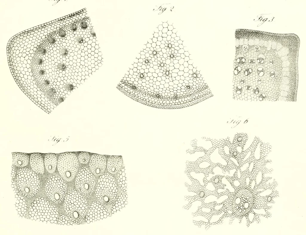 An illustration from Abhandlungen der Königlichen Akademie der Wissenschaften in Berlin, 1822, leaf 127