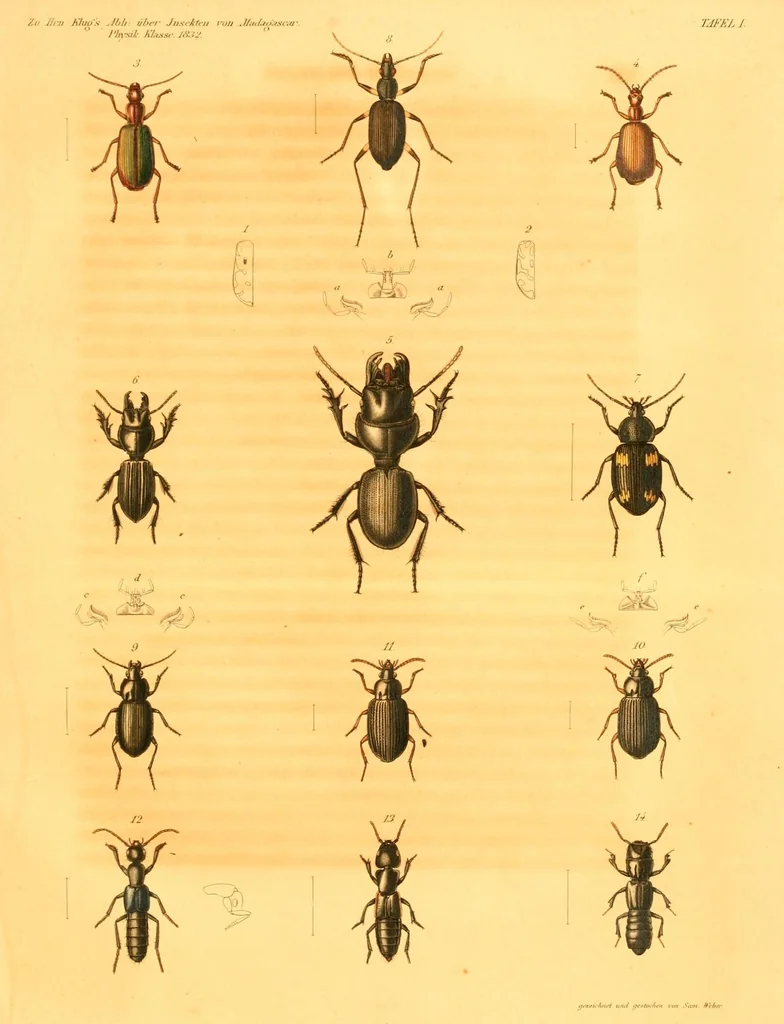 An illustration from Abhandlungen der Königlichen Akademie der Wissenschaften in Berlin, 1822, leaf 265