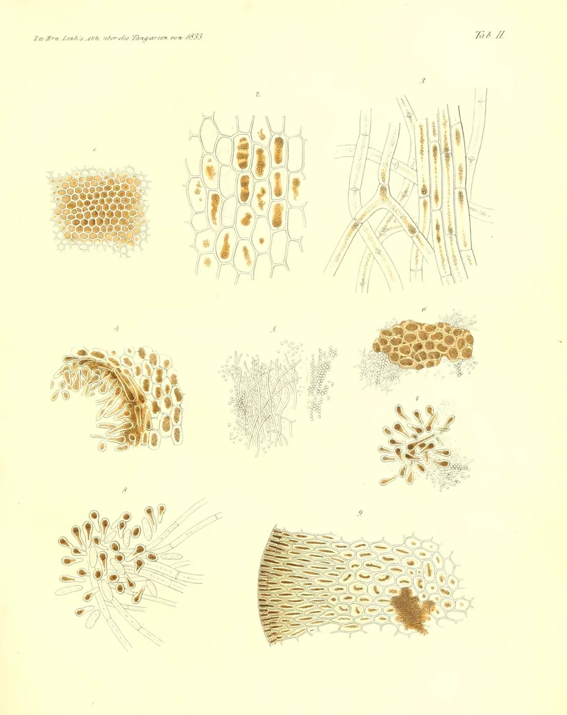 An illustration from Abhandlungen der Königlichen Akademie der Wissenschaften in Berlin, 1822, leaf 583