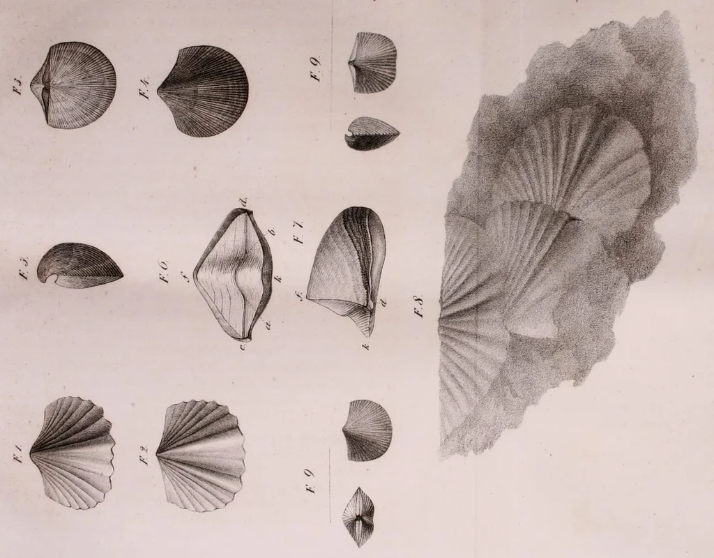 An illustration from Abhandlungen der Königlichen Akademie der Wissenschaften in Berlin, 1822, leaf 117
