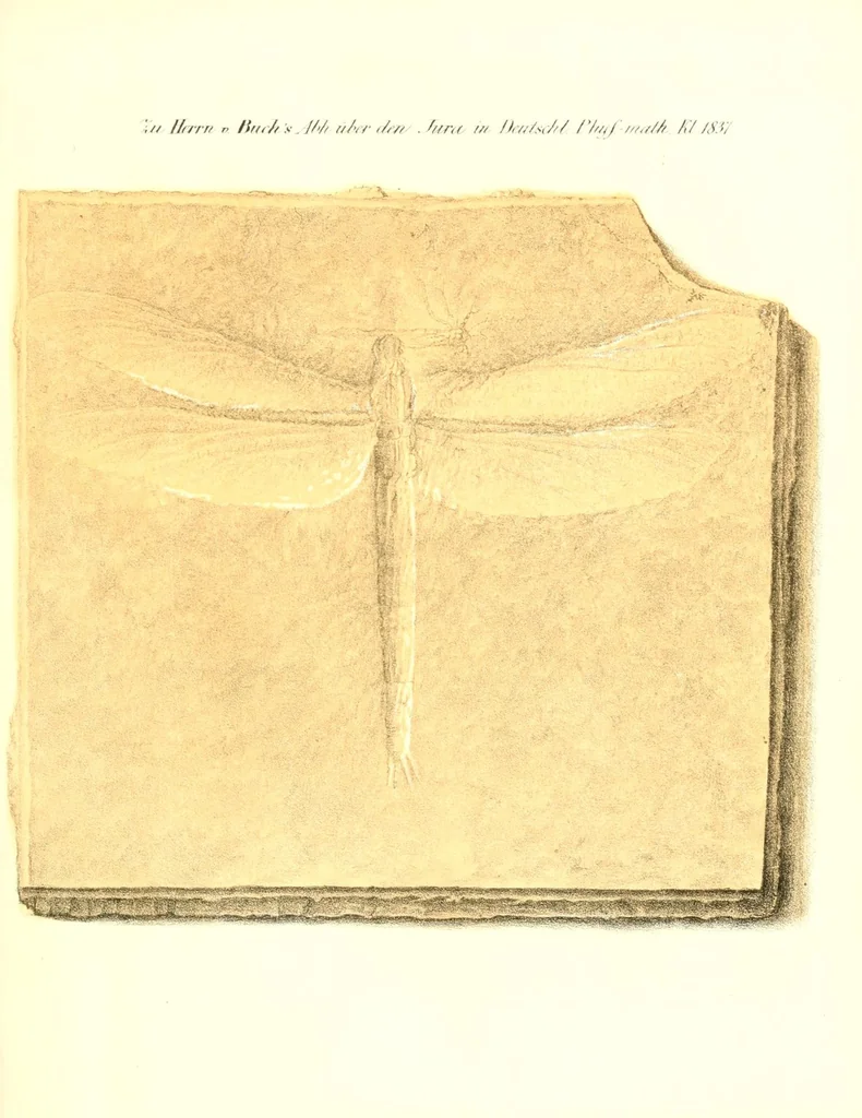 An illustration from Abhandlungen der Königlichen Akademie der Wissenschaften in Berlin, 1822, leaf 177