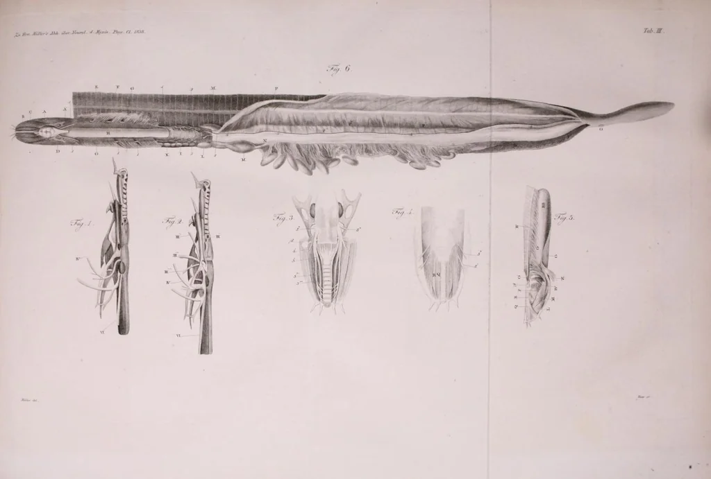 An illustration from Abhandlungen der Königlichen Akademie der Wissenschaften in Berlin, 1822, leaf 331