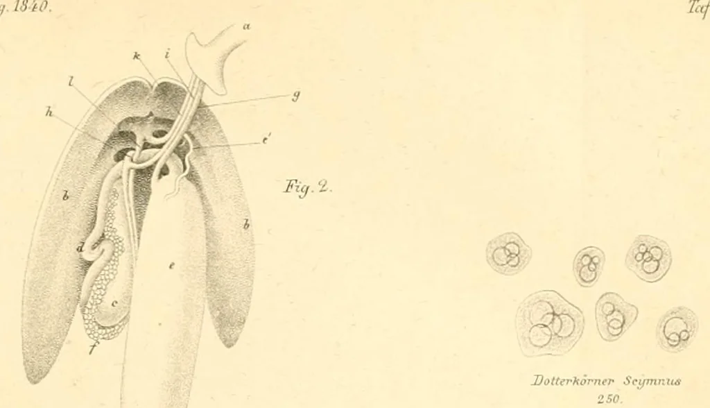 An illustration from Abhandlungen der Königlichen Akademie der Wissenschaften in Berlin, 1822, leaf 319