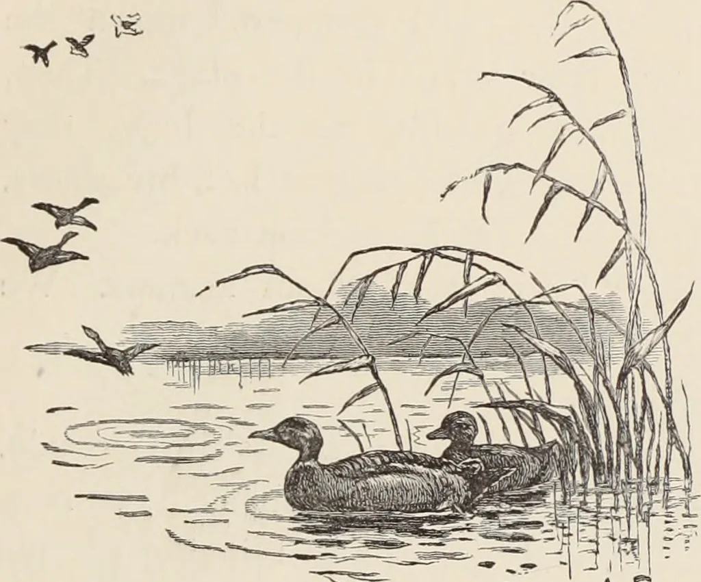An illustration from Aboard the Mavis : it is told in this book how five boys and five girls cruise in the schooner "Mavis" about the east end of Long Island, and how, in, 1880, leaf 114