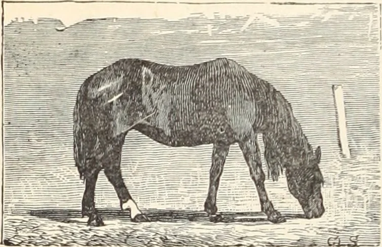 An illustration from Aboard the Mavis : it is told in this book how five boys and five girls cruise in the schooner "Mavis" about the east end of Long Island, and how, in, 1880, leaf 17