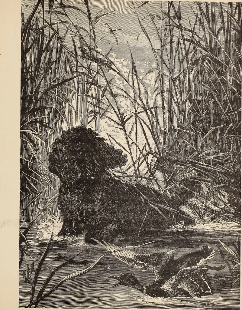 An illustration from Aboard the Mavis : it is told in this book how five boys and five girls cruise in the schooner "Mavis" about the east end of Long Island, and how, in, 1880, leaf 216